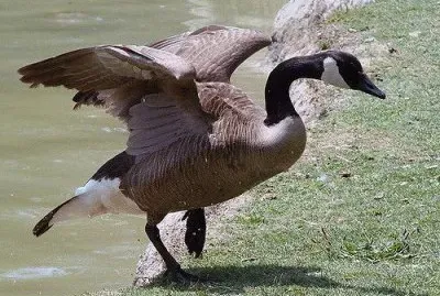 Goose
