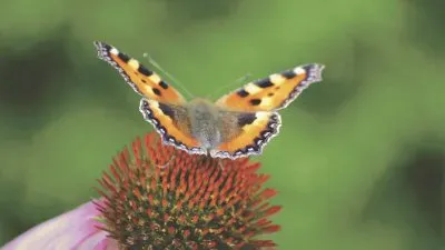 פאזל של Butterfly