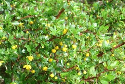 calafate jigsaw puzzle