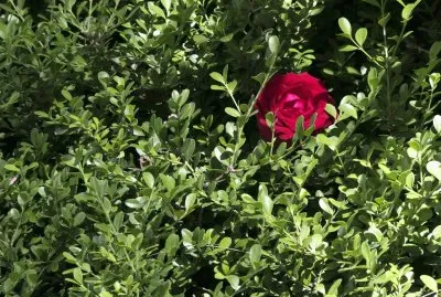 rosa roja jigsaw puzzle