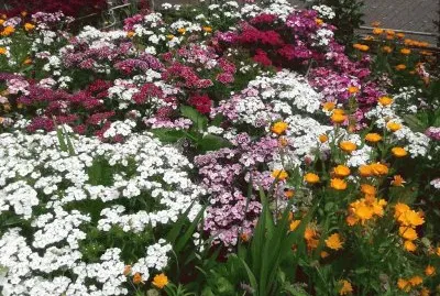 primavera