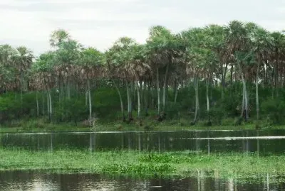 Estero en la Provincia de Chaco. Argentina
