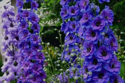 פאזל של Vibrant Purple Delphiniums