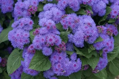 פאזל של Ageratum or Floss Flowers