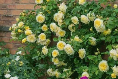 rosal