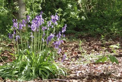 Bluebells