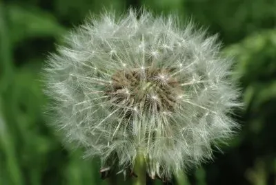 Dandylion