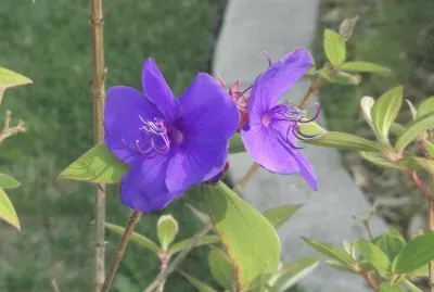 Flower at Golden Gate Park, San Francisco, CA