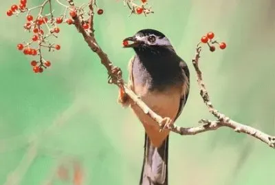 ä¸–ç•Œé¢¨æ™¯ jigsaw puzzle