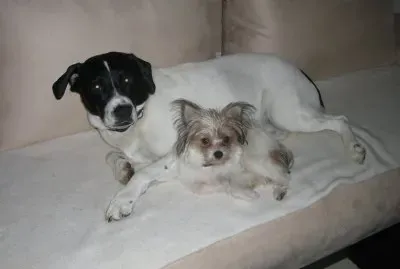 Butschi1966 jigsaw puzzle