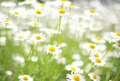 ä¸–ç•Œé¢¨æ™¯