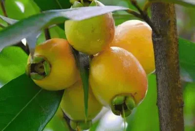 פאזל של imagens