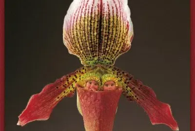 boccioli