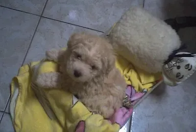 Kiko II jigsaw puzzle