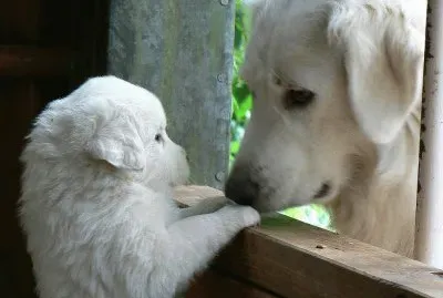 imagens jigsaw puzzle