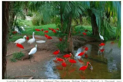 Scarlet Ibis and Waterbirds-Brazil