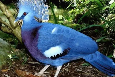 Blue Crown Feathered Bird-Amazon Rain Forest