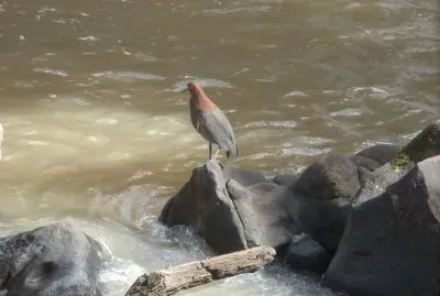 hocÃ³ jigsaw puzzle