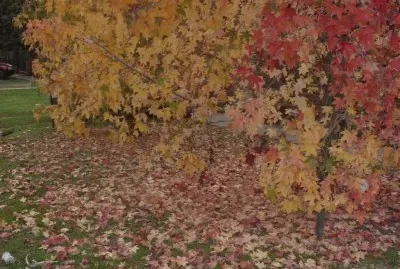 otoÃ±o jigsaw puzzle