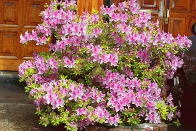 פאזל של azalea