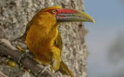 Araçari-Banana jigsaw puzzle