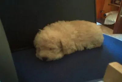 CÃ£ozinho dormindo jigsaw puzzle