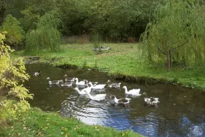 En El BolsÃ³n. Provincia de RÃ­o Negro. Argentina