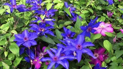 פאזל של Beautiful Purple Clematis Garden
