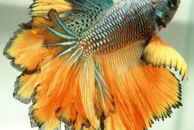 colores