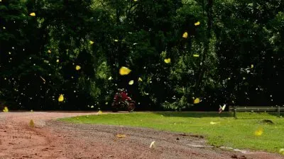 פאזל של mariposas misioneras