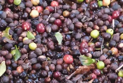 פאזל של cafÃ©