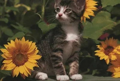 entre girasoles
