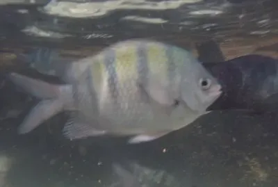 Peixinho