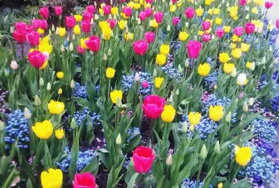 flores