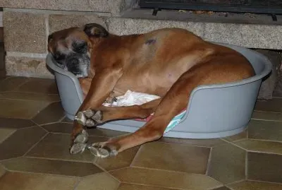 boxer dans le panier de la teckel jigsaw puzzle