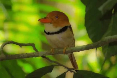 Rapazinho de Colar jigsaw puzzle