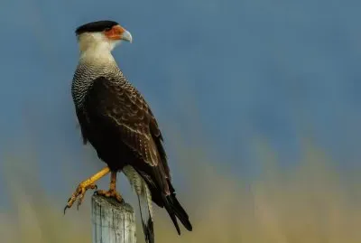 Carcará jigsaw puzzle