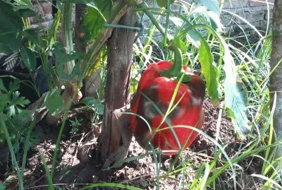 Pimentão Vermelho