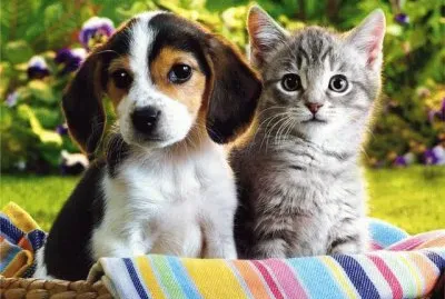 Animais jigsaw puzzle