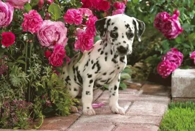 Animais jigsaw puzzle