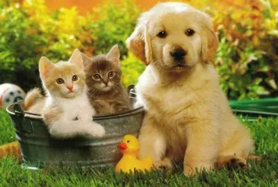 Animais jigsaw puzzle
