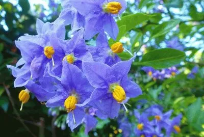 imagens jigsaw puzzle