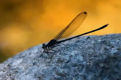 Â¿alguacil o libÃ©lula?