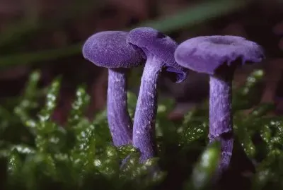 Unusal Amethyst Deceiver Mushrooms