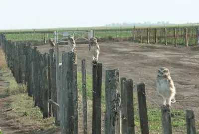 פאזל של lechuzas