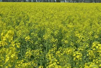 campo de colza