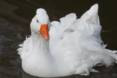 pato elegante