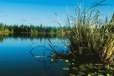 En Esteros del IberÃ¡. Corrientes. Argentina