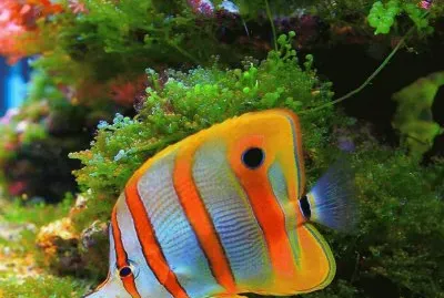fish