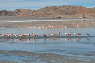 En Antofagasta de la Sierra. Catamarca. Argentina
